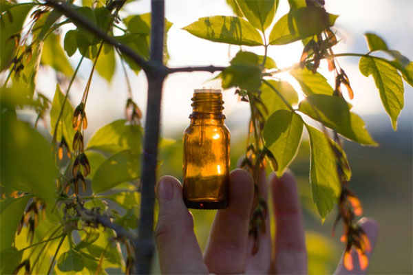 Natural plant extracts